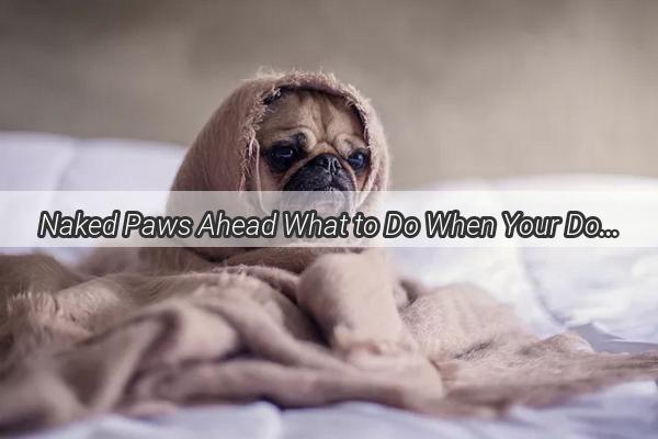 Naked Paws Ahead What to Do When Your Dogs Foot Fur is Sheared Off